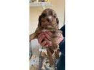 Cocker Spaniel Puppy for sale in Albany, GA, USA