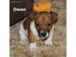 Jack Russell Terrier Puppy for sale in Tatum, NM, USA