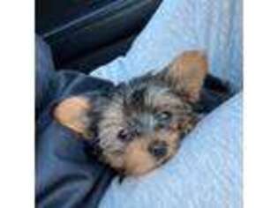 Yorkshire Terrier Puppy for sale in Fayetteville, NC, USA