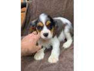 Cavalier King Charles Spaniel Puppy for sale in Fortuna, MO, USA