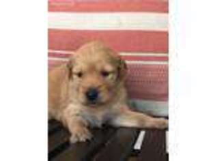 Golden Retriever Puppy for sale in Crockett, VA, USA