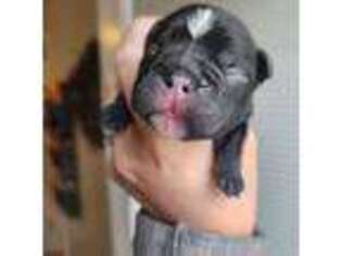 French Bulldog Puppy for sale in Gate City, VA, USA