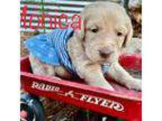 Labradoodle Puppy for sale in Lookout, CA, USA