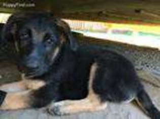 German Shepherd Dog Puppy for sale in Isanti, MN, USA