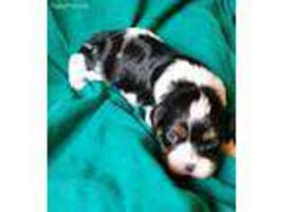 Cavalier King Charles Spaniel Puppy for sale in Laton, CA, USA