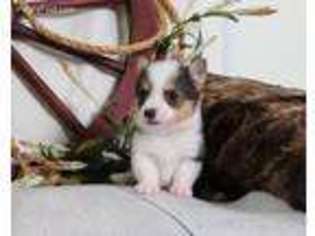 Pembroke Welsh Corgi Puppy for sale in Sioux City, IA, USA