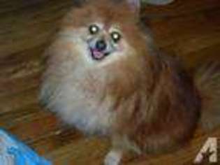 Pomeranian Puppy for sale in SEAFORD, NY, USA