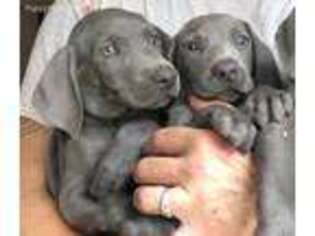 Weimaraner Puppy for sale in VALLEY VIEW, PA, USA