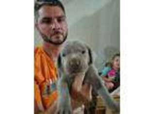 Weimaraner Puppy for sale in Argyle, IA, USA