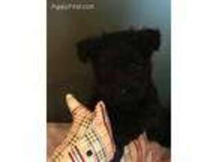 Scottish Terrier Puppy for sale in Coward, SC, USA