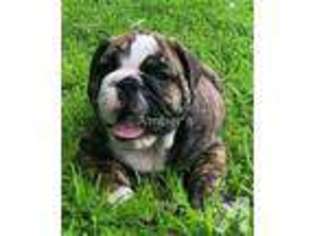 Bulldog Puppy for sale in SUNRISE BEACH, MO, USA