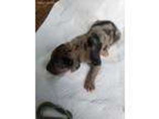 Great Dane Puppy for sale in Ferrum, VA, USA