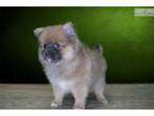 Pomeranian Puppy for sale in Saint George, UT, USA