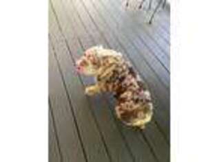 Bulldog Puppy for sale in Clayton, NC, USA