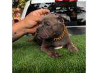 Mutt Puppy for sale in Atlanta, GA, USA