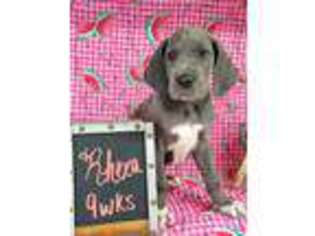 Great Dane Puppy for sale in Anderson, MO, USA