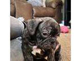 French Bulldog Puppy for sale in Unityville, PA, USA