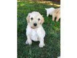 Labradoodle Puppy for sale in Winton, CA, USA