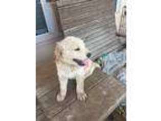 Goldendoodle Puppy for sale in Levelland, TX, USA