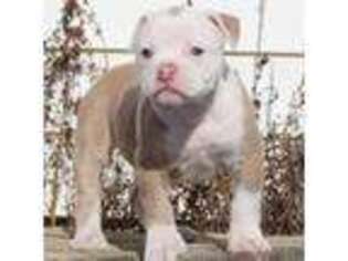 American Bulldog Puppy for sale in Zanesville, OH, USA