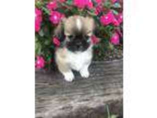 Tibetan Spaniel Puppy for sale in Mayslick, KY, USA