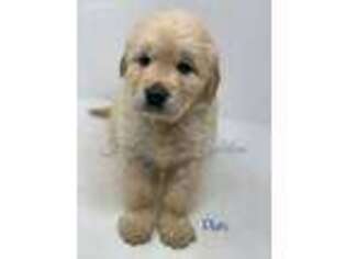 Golden Retriever Puppy for sale in Climax, NC, USA