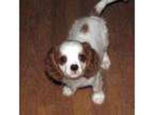 Cavalier King Charles Spaniel Puppy for sale in Harvard, IL, USA