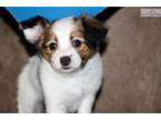 Papillon Puppy for sale in Canton, OH, USA