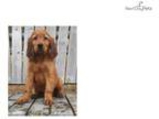 Irish Setter Puppy for sale in Fort Worth, TX, USA