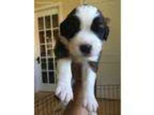 Saint Bernard Puppy for sale in Geigertown, PA, USA