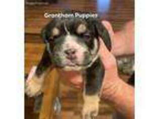 Bulldog Puppy for sale in Big Spring, TX, USA