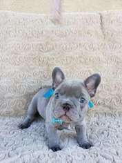 French Bulldog Puppy for sale in Lakeside, CA, USA