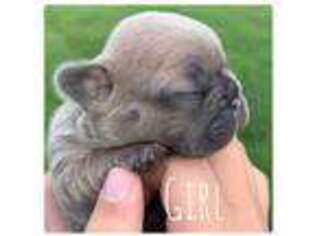 French Bulldog Puppy for sale in Springfield, KY, USA