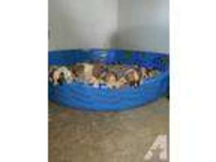 American Bulldog Puppy for sale in BROOKSVILLE, FL, USA