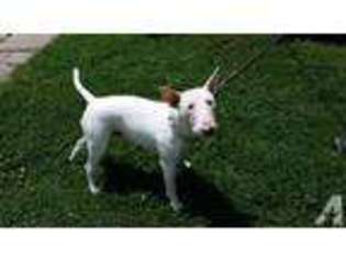 Bull Terrier Puppy for sale in BATTLE CREEK, MI, USA