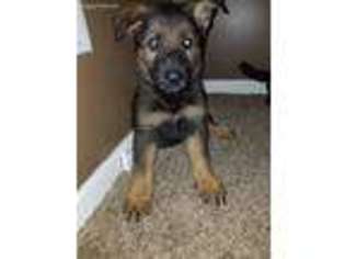 German Shepherd Dog Puppy for sale in Rosendale, MO, USA