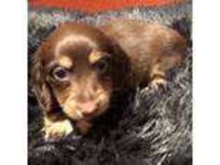 Dachshund Puppy for sale in Pearland, TX, USA