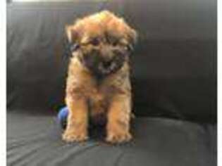 Soft Coated Wheaten Terrier Puppy for sale in Hampton, CT, USA