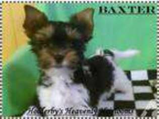Biewer Terrier Puppy for sale in MANOR, TX, USA