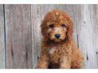 Cavapoo Puppy for sale in Scurry, TX, USA