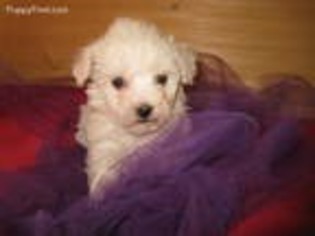 Bichon Frise Puppy for sale in Asheville, NC, USA