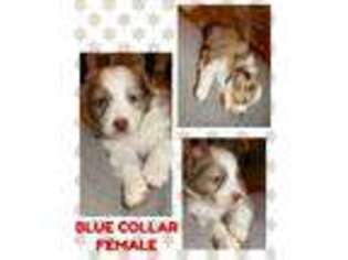 Australian Shepherd Puppy for sale in Chillicothe, OH, USA
