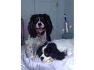 Cavalier King Charles Spaniel Puppy for sale in HAYWARD, CA, USA