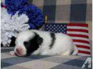 Pomeranian Puppy for sale in ROY, WA, USA