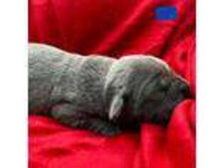 Cane Corso Puppy for sale in Wright, WY, USA