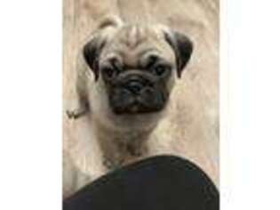 Pug Puppy for sale in Suffield, CT, USA
