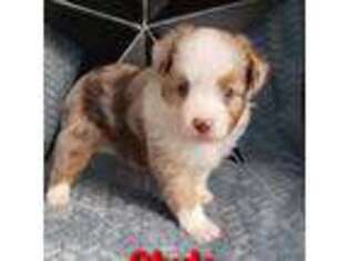 Miniature Australian Shepherd Puppy for sale in Pickens, SC, USA