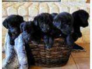 Labradoodle Puppy for sale in Midlothian, TX, USA