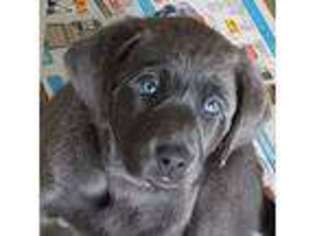 Labrador Retriever Puppy for sale in Trafalgar, IN, USA