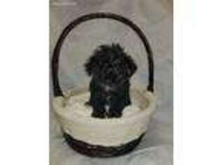 Schnoodle (Standard) Puppy for sale in Lawton, MI, USA